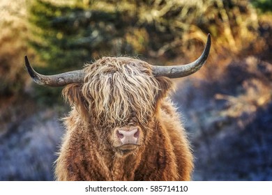 Scotish Bull