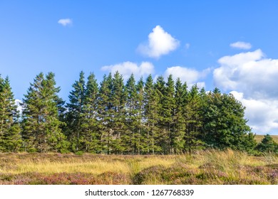 SCotish Countryside In Summer.