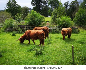 Scotish Cow In Green Nature 