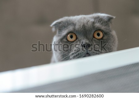 scotish fold cat looking up