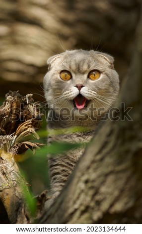Scotish fold cat on tree, meows, big beautiful eyes
