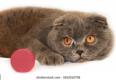 Scotish Fold Cat Vith A Ball