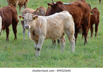 Scotish Highland Cattle