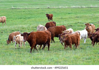 Scotish Highland Cattle