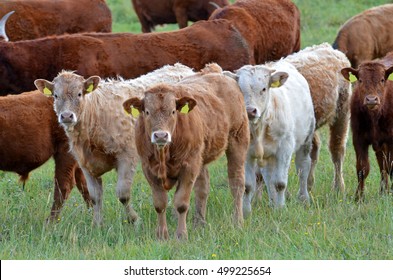 Scotish Highland Cattle