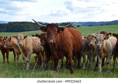 Scotish Highland Cattle