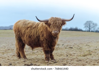 Scotish Highland Cattle