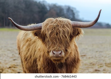 Scotish Highland Cattle