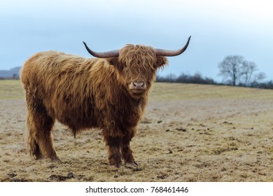 Scotish Highland Cattle