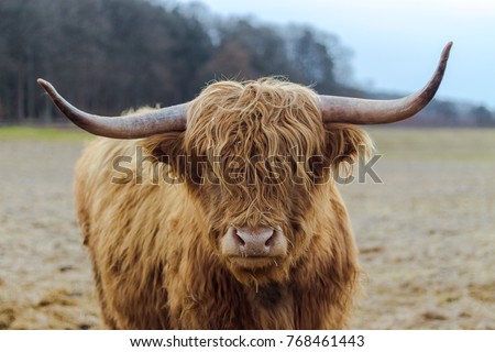 Scotish highland cattle