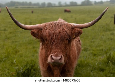 Scotish Highland Cattle Cow Scotland