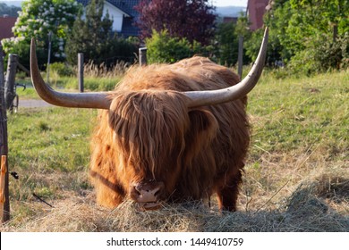 Scotish Highland Cattle In South German Countryside Summer Evening