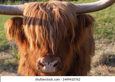 Scotish Highland Cattle In South German Countryside Summer Evening