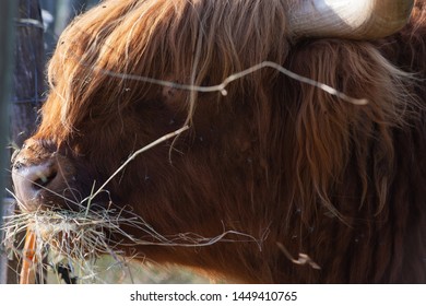 Scotish Highland Cattle In South German Countryside Summer Evening