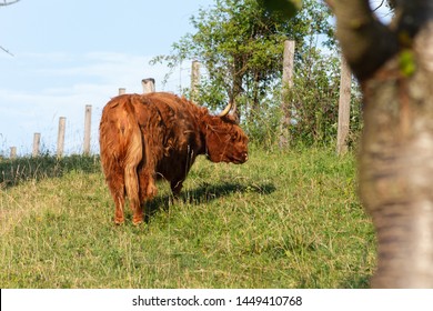 Scotish Highland Cattle In South German Countryside Summer Evening