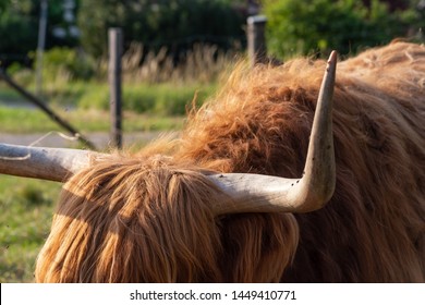 Scotish Highland Cattle In South German Countryside Summer Evening