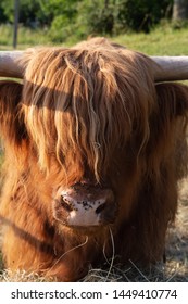 Scotish Highland Cattle In South German Countryside Summer Evening