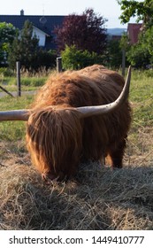 Scotish Highland Cattle In South German Countryside Summer Evening