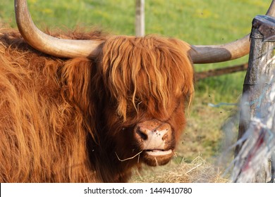 Scotish Highland Cattle In South German Countryside Summer Evening