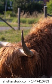 Scotish Highland Cattle In South German Countryside Summer Evening