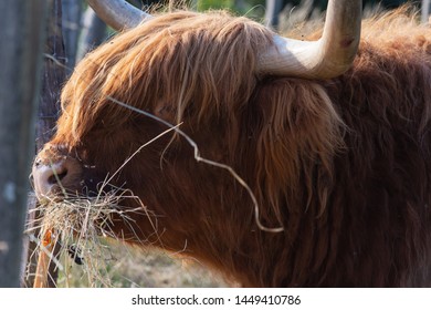 Scotish Highland Cattle In South German Countryside Summer Evening