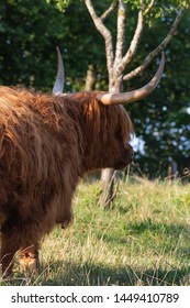 Scotish Highland Cattle In South German Countryside Summer Evening