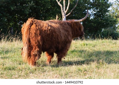 Scotish Highland Cattle In South German Countryside Summer Evening