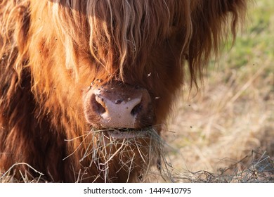 Scotish Highland Cattle In South German Countryside Summer Evening