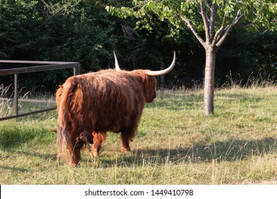 Scotish Highland Cattle In South German Countryside Summer Evening