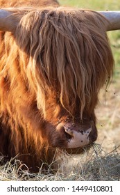 Scotish Highland Cattle In South German Countryside Summer Evening