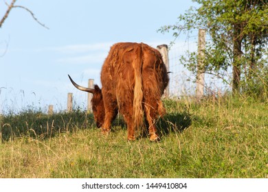 Scotish Highland Cattle In South German Countryside Summer Evening