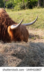 Scotish Highland Cattle In South German Countryside Summer Evening