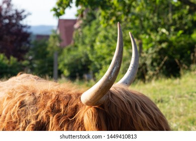 Scotish Highland Cattle In South German Countryside Summer Evening