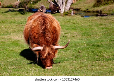 Scotish Highland Cow At Work