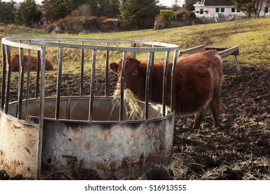 Scotish Long Hair Cow