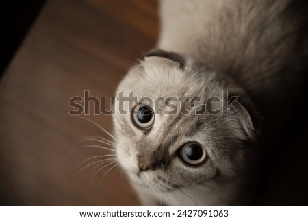 Scotish munchkin fold cat with studio strobe light photo
