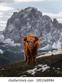 Scotland Cow Mountains Peak Italy Dolomites Snow Grass Nature Wildlife Rural Alps Photography