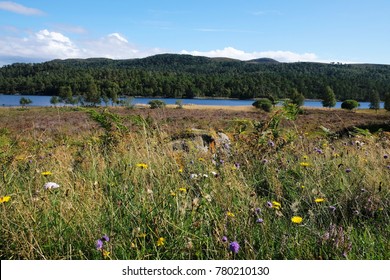 Scotland Glen Affric