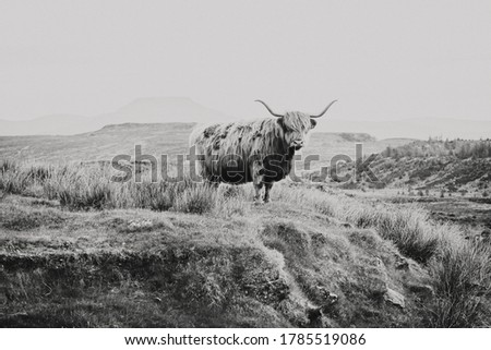 Scotland Highland Cattle Scotish Cow 