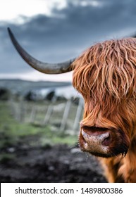 3,834 Highland Cow Close Images, Stock Photos & Vectors | Shutterstock