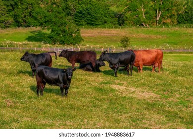 Scotland Livingstone, Livingstone, grazing cattle, Black and Brown Cows