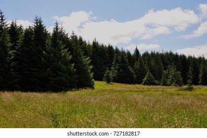 Scotland Loch Carron Area Forest