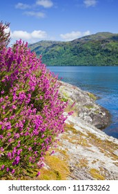 Scotland, Loch Lomond In Summer, Heather Flowering