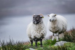 Scotland, Outer Hebrides, Lewis And Harris, Beautiful View Of Island, Scottish Sheeps In Field