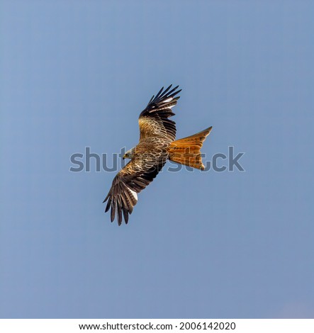 Similar – Awesome bird of prey in flight