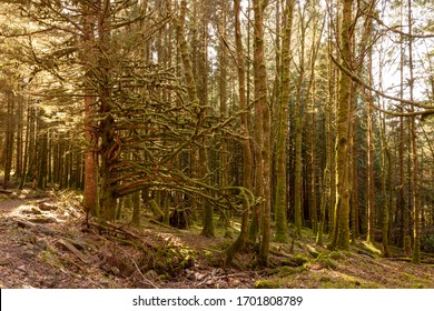 Scotland Woodland. Argyll Forest Park Warm Light Trees