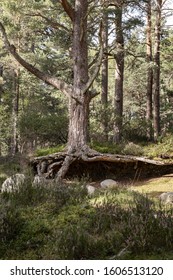 Scots Pine At Abernethy Caledonian Forest In Scotland.