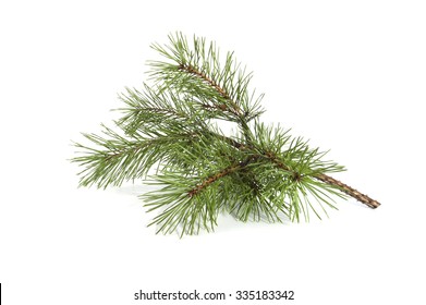 Scots Pine Branch. Studio Photography On A White Background.