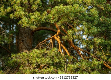 Scots pine branches forest canopy