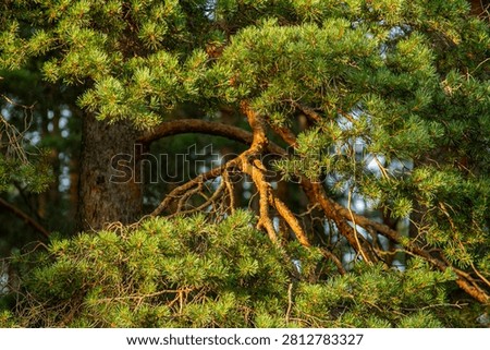 Scots pine branches forest canopy